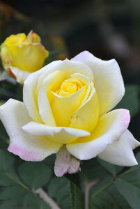 ocyczx[} Yc 6AisJ-HT20t