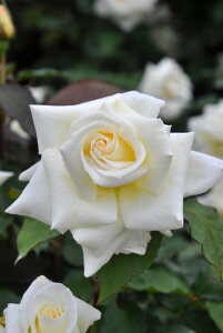 ocycz}_T` Yc 6AisJ-HT20t