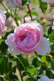 バラ苗【中苗】アローム 国産苗 6号鉢植え品［契約品種］《JB-HR》2025春新品種