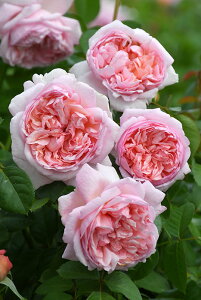  ocyczVF[nCg Yc 6Aim_ѐY io^o蒆nsJ-IRM3t2025tVi Ԍ SALEACe