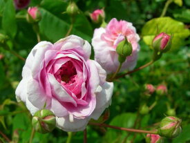 楽天市場 タビリス 花 ガーデン Diy の通販