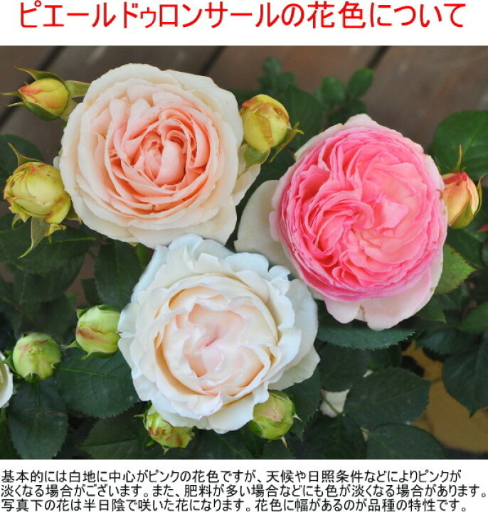楽天市場 バラ苗 6号新苗 ピエールドゥロンサール Ant桃 国産苗 6号鉢植え品 J Cl10 0715販売 バラの家 バラ苗専門店