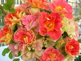 バラ苗【6号新苗】ピュルカプリス 国産苗 6号鉢植え品［契約品種］《Han-DEL》