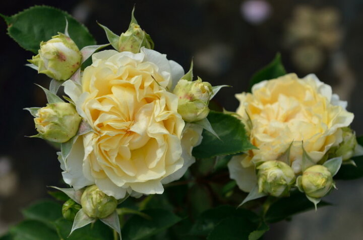 楽天市場 大苗 バラ苗 ハープシコード Sh淡黄 癌腫抵抗性台木苗 国産苗 6号鉢植え品 契約品種 J Rog バラの家 バラ苗専門店