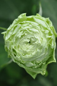 バラ苗【中苗】ラテールヴェール 国産苗 6号鉢植え品［契約品種］《J-RO》【1104販売】