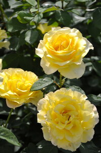 ySzyczoc @fO[ Yc 6Aim_insHan-DORt Ԍ