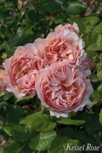 y~Gczoc vZXV[khDiR Yc 6Aim_ѐY o^insJ-IRM3ty1120̔z