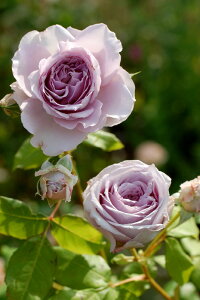�o���c�y�V�c�z�A���e�B�[�N�E�H�b�` ���Y�c�m�_��i��n�sJB-YJR�t�y0413�̔��z