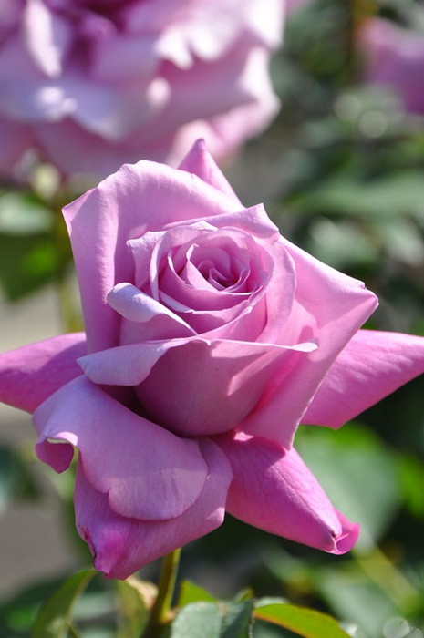 楽天市場】 バラの家 薔薇図鑑 > あなた好みのバラが見つかる！簡単 