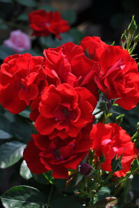 ocyczA_VA Yc 6AisJ-FL20t