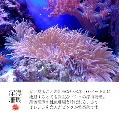 楽天市場 訳あり アウトレット 貴重な天然珊瑚の髪留め 着物 ヘアアクセサリー バレッタ ファッション 珊瑚 さんご 天然石 ジュエリー アクセサリー レディースジュエリー バレッタ 贈り物 珊瑚婚 30代 40代 50代 60代 母の日 プレゼント お出かけ ランチ会 送料無料