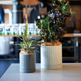 受け皿付き陶器鉢 ドリス16 受け皿付き【植木鉢 おしゃれ ガーデン雑貨 かわいい インテリア 室内 屋内FARM1】