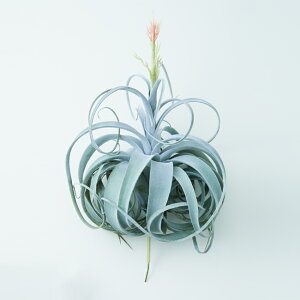 yԁzytFCNO[zLZOtBJ sbN ԕtyCeA ϗtA lHA  GAvcz