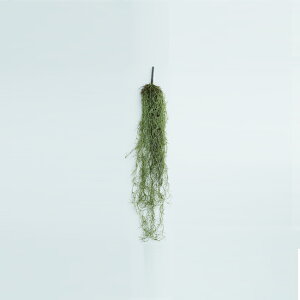 yԁzytFCNO[zXpjbVX nMOubV O[ 77yCeA ϗtA lHA  Ǌ| A[eBtBVt[z