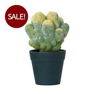 yԁzytFCNO[z ~jT{e |bg 20yCeA ϗtA lHA  T{e Z[ΏFz