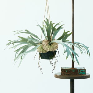 yԁzytFCNO[z rJNV_ nMO{[ 46 yCeA G AWg ϗtA lHA  Ǌ| ݂邷 RE FARM BROWNz