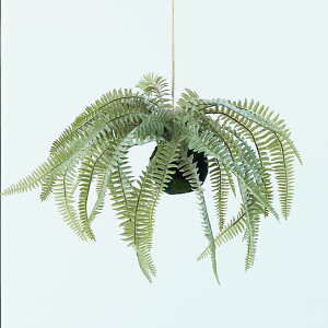 観葉植物 シダ植物 Diy 工具の人気商品 通販 価格比較 価格 Com