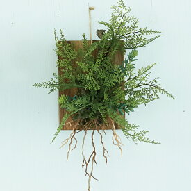 楽天市場 シダ 観葉 植物の通販