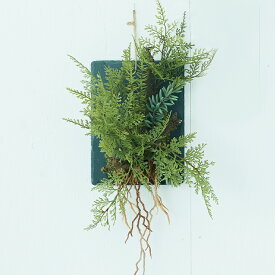 楽天市場 シダ 観葉 植物の通販