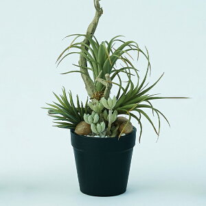 yԁzytFCNO[z ~jAWg |bg SD yCeA G AWg ϗtA lHA  |bgz