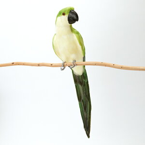 pbg 50@I[ig/K[fG///킢/CeA/