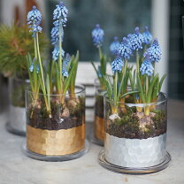 楽天市場】アンティーク ガラス瓶（植木鉢・プランター｜ガーデニング 