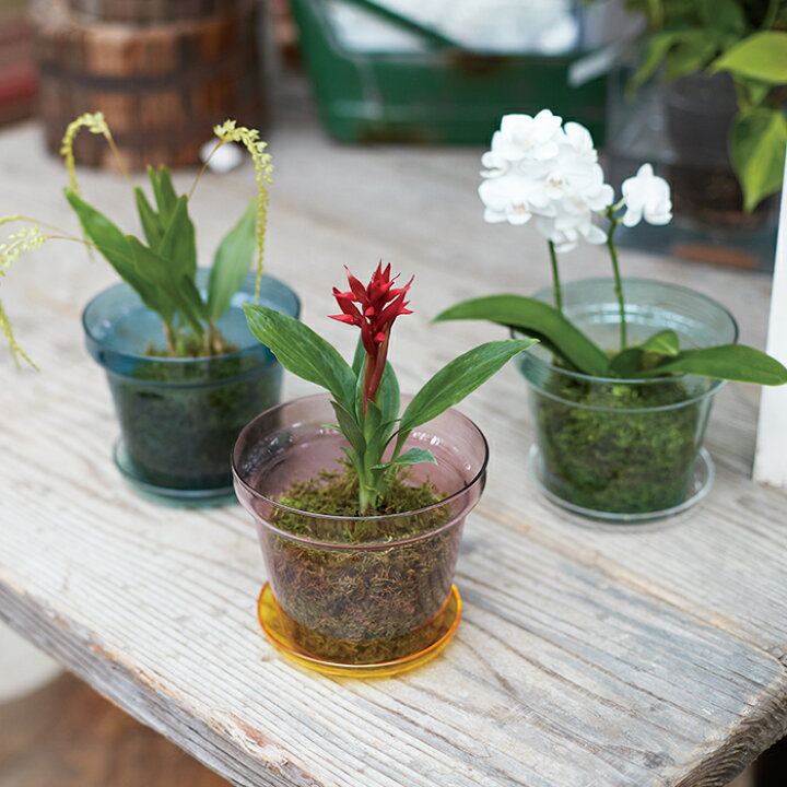 楽天市場】ブローグラスポット 受け皿付き ≪植木鉢 ガーデン雑貨 