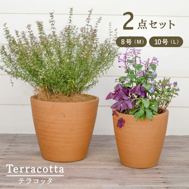 楽天市場】テラコッタ E23 L・M 2点セット（10/8号鉢）≪植木鉢 陶器 