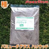 ハイブリッド・バミューダグラス ハリウッド 1kg入 お庭の広さ18〜27坪用 暖地型芝の種 多年草 発芽適温…