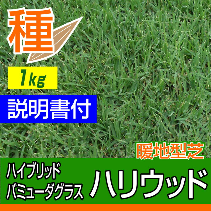 楽天市場 ハイブリッド バミューダグラス ハリウッド 1kg入 お庭の広さ18 27坪用 暖地型芝の種 多年草 発芽適温摂氏度以上です 芝生 のことならバロネスダイレクト