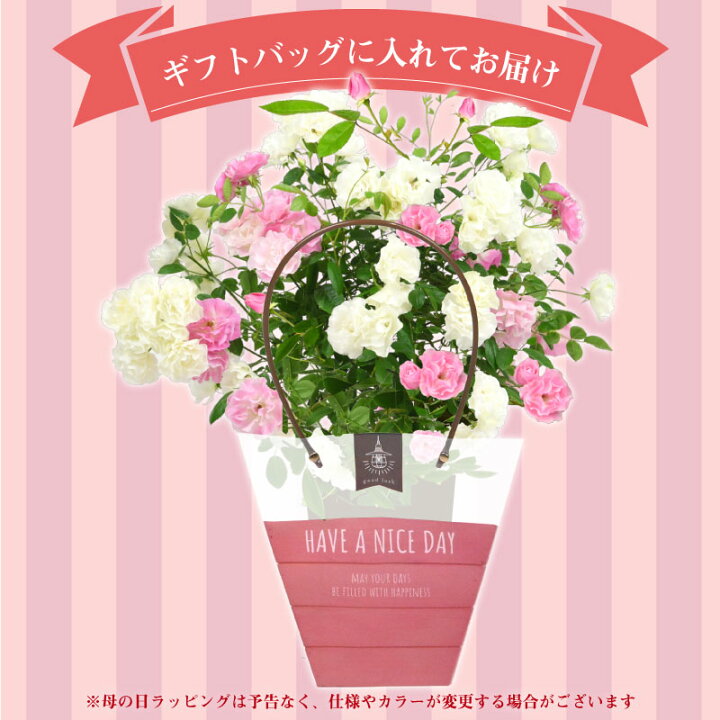 楽天市場 6号鉢 高さ55センチ 2色植え 幻の薔薇 ピンクサマースノー サマースノー 母の日 プレゼント ギフト 22年 花 ローズ 鉢植え ハルガスミ つる薔薇 花鉢 芝生のことならバロネスダイレクト