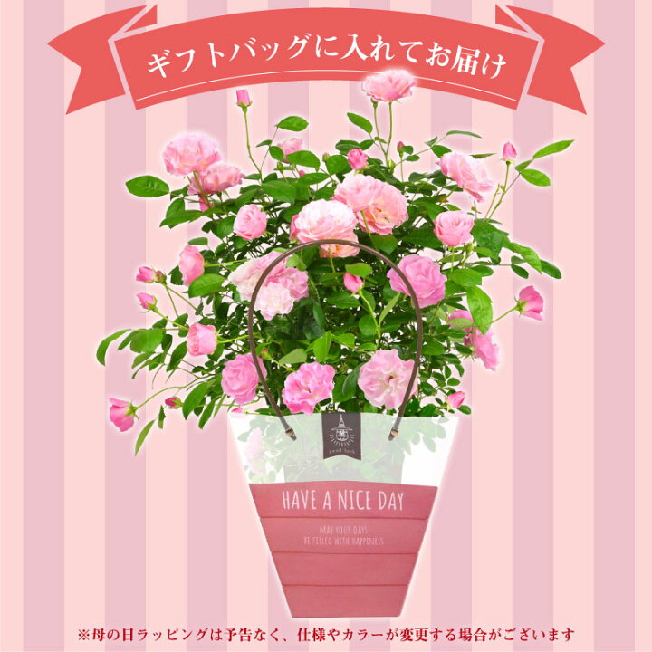 楽天市場 6号鉢 高さ55センチ 1色植え 幻の薔薇 ピンクサマースノー 母の日 プレゼント ギフト 22年 花 ローズ バラ鉢植え ハルガスミ つる薔薇 花鉢 芝生のことならバロネスダイレクト 楽天市場 6号鉢 高さ55センチ 1色植え 幻の薔薇 ピンクサマースノー 母の日 プレゼント ギフト 22年 花 ローズ バラ鉢植え ハルガスミ つる薔薇 花鉢 芝生のことならバロネスダイレクト