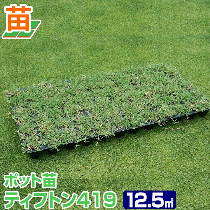 楽天市場 23年5月ごろ販売予定 産地直送 群馬産 ティフトン419 ポット苗 50ポット 12 5平米 3 8坪 分 芝生 暖地型 園芸 芝生のことならバロネスダイレクト
