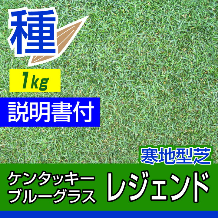 種子 ケンタッキーブルーグラス 種子 ケンタッキーブルーグラス
