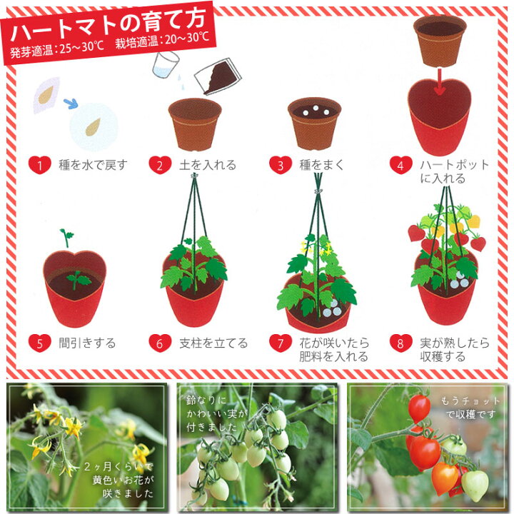 楽天市場 種から育てるハート型のミニトマト ハートマト 栽培セット ギフト 芝生のことならバロネスダイレクト