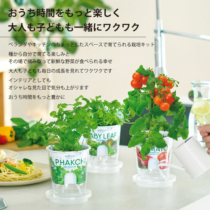 264円 65 Off 送料無料 底面給水栽培セット フレッシュフィール 葉野菜 選べる