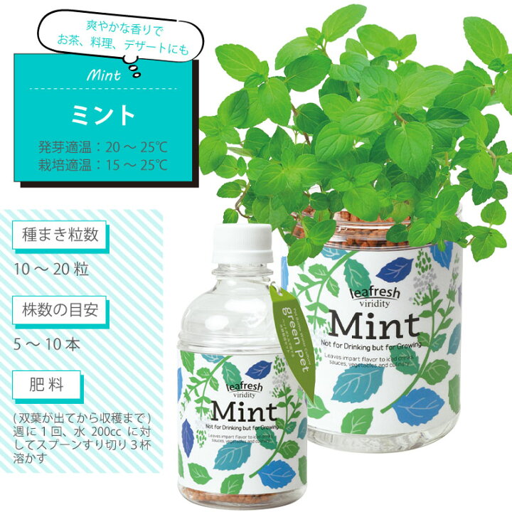 楽天市場 土を使わない水耕栽培セット 育てるグリーンペット ハーブ レタス 選べる4種類 ミント バジル レモンバーム ギフト 芝生のことならバロネスダイレクト