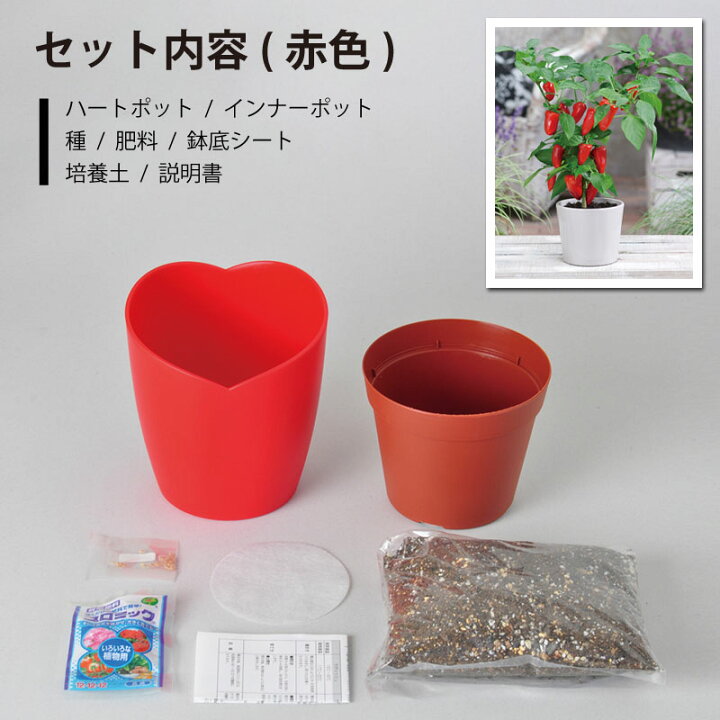 楽天市場 種から育てるパプリカ 栽培セット 選べる2種類 赤パプリカ 黄パプリカ ギフト 芝生のことならバロネスダイレクト