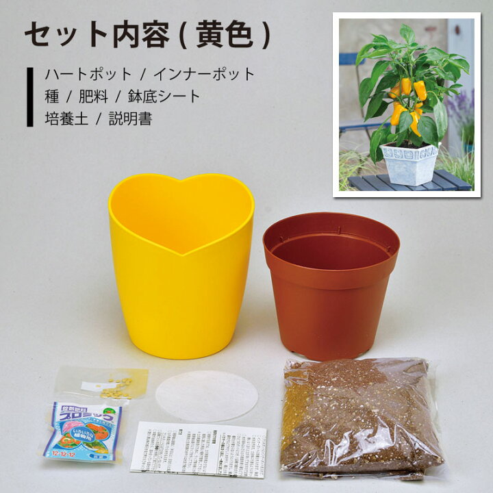 楽天市場 種から育てるパプリカ 栽培セット 選べる2種類 赤パプリカ 黄パプリカ ギフト 芝生のことならバロネスダイレクト