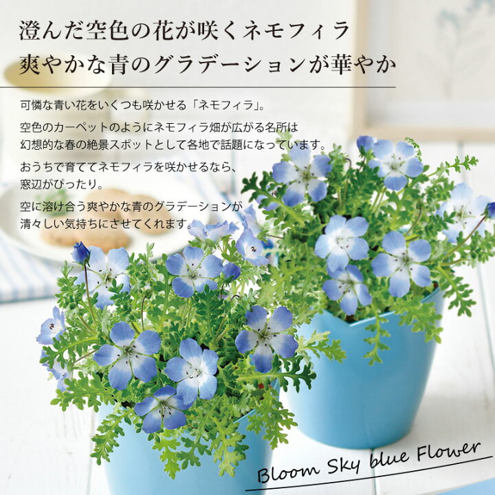 楽天市場 空色の花 ネモフィラ 栽培セット ギフト 芝生のことならバロネスダイレクト