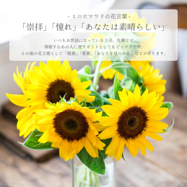 楽天市場 エンジョイプランターフラワー ミニヒマワリ 栽培セット ギフト 芝生のことならバロネスダイレクト