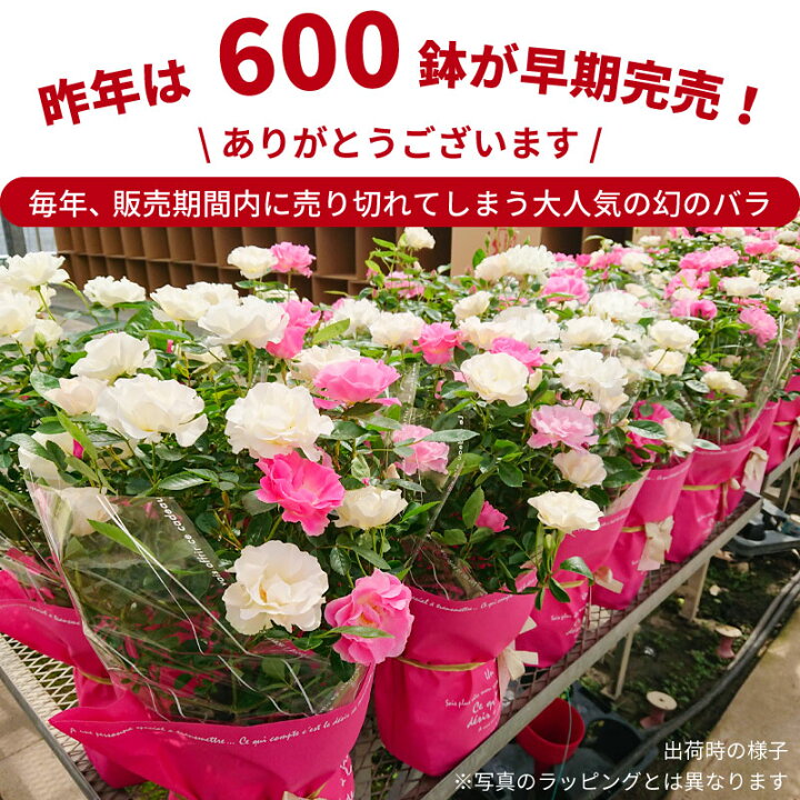 楽天市場 6号鉢 高さ55センチ 2色植え 幻の薔薇 ピンクサマースノー サマースノー 母の日 プレゼント ギフト 22年 花 ローズ バラ鉢植え ハルガスミ つる薔薇 花鉢 芝生のことならバロネスダイレクト