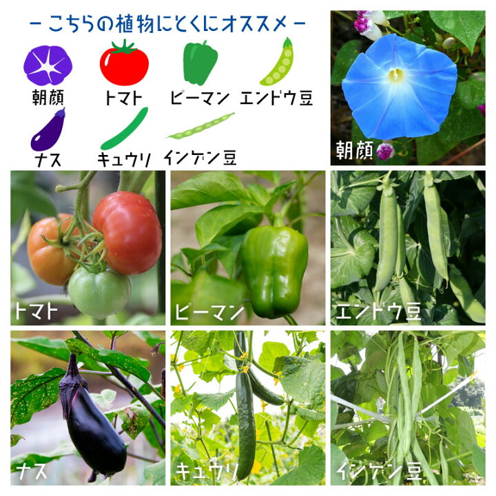 楽天市場】花と野菜の支柱 フック式留め具付き 組立式 Mサイズ 高さ 
