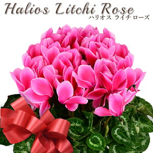 yʌzVN 5 A nIX C` [Y sN Iׂ|bgJo[ t[sbNorbZ[WJ[ht bsO Jo[ Mtg 2025N