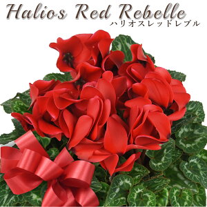 yʌzVN 5 A nIXbhu ԐF Iׂ|bgJo[ bsO Jo[ Mtg 2025N