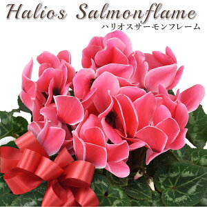 yʌzVN 5 A nIXT[t[ sN Iׂ|bgJo[ bsO Jo[ Mtg 2025N