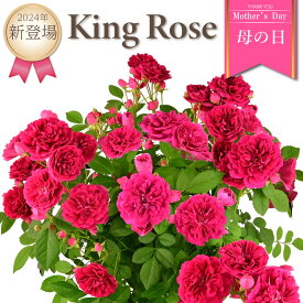母の日 薔薇 キングローズ 6号鉢 プレゼント 2024年 ローズ バラ鉢植え つるバラ つる薔薇 花鉢トゲが少ない 花 バラ 鉢植え ギフト