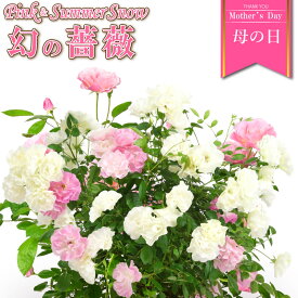 母の日 早割 花 バラ 鉢植え ギフト 2色植え 幻の薔薇 ピンク＆サマースノー 6号鉢 プレゼント 2024年 ローズ バラ鉢植え ハルガスミ つる薔薇 花鉢