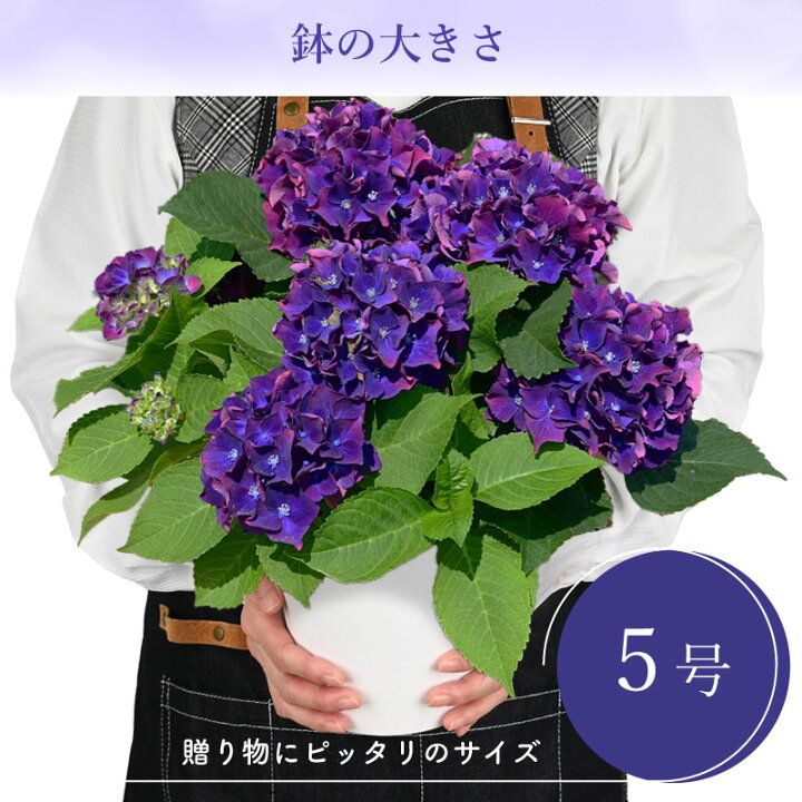 楽天市場】【数量限定】紫陽花 カルメン 5号鉢 鉢植え ギフト 母の日 