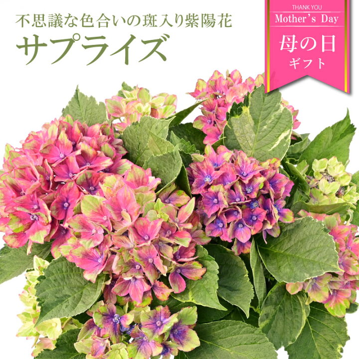 楽天市場】【数量限定】紫陽花 サプライズ 5号鉢 鉢植え ギフト 母の日 